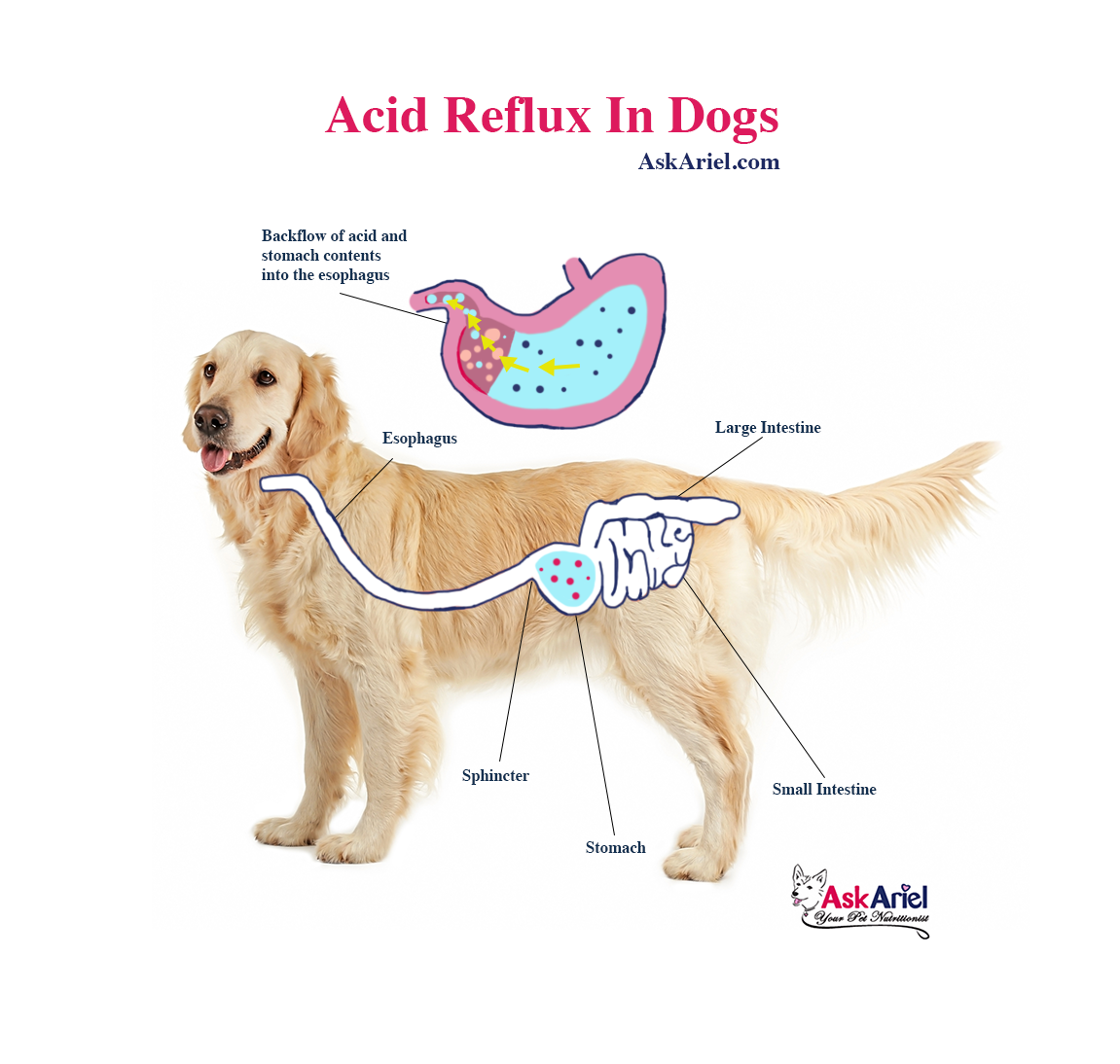 diagram of acid reflux in dogs