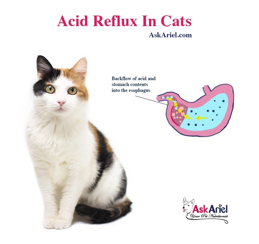 image for what is acid reflux in cats style=