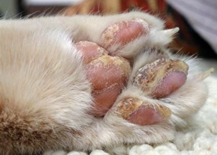 38 Top Pictures Autoimmune Disease In Cats Symptoms - How To Handle Autoimmune Skin Disease In Cats 8 Steps