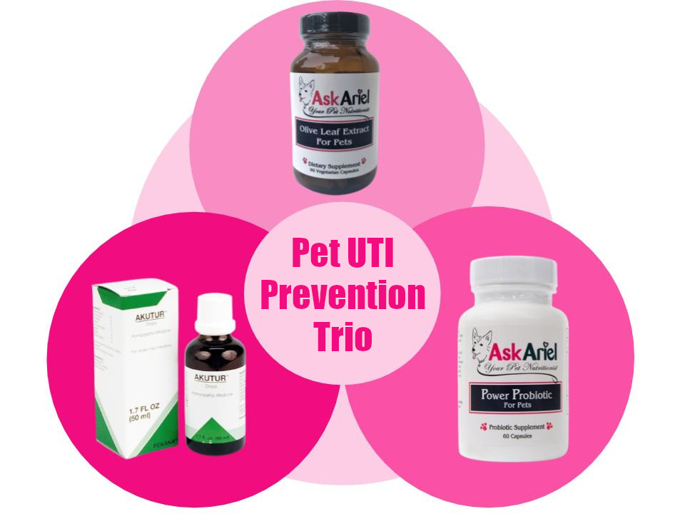 how can i naturally treat my dogs uti