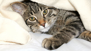 ibs in cats natural treatments