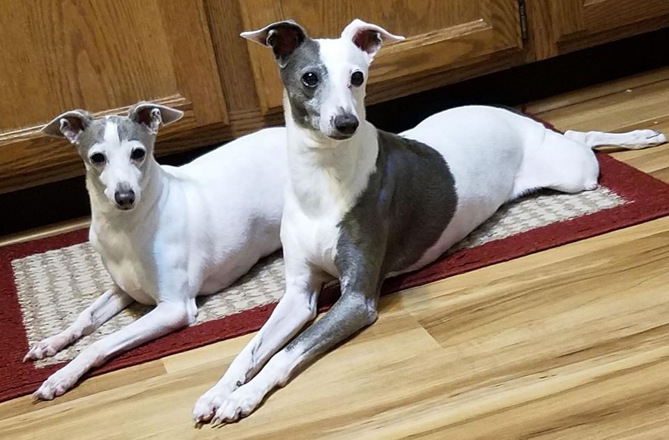 italian greyhounds with collapsed trachea