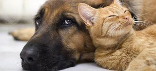 Natural Autoimmune Treatments For Pets Stomatitis Pillow Paw More