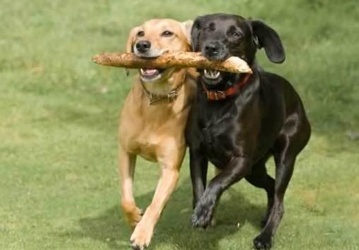 best joint supplement for dogs after acl surgery