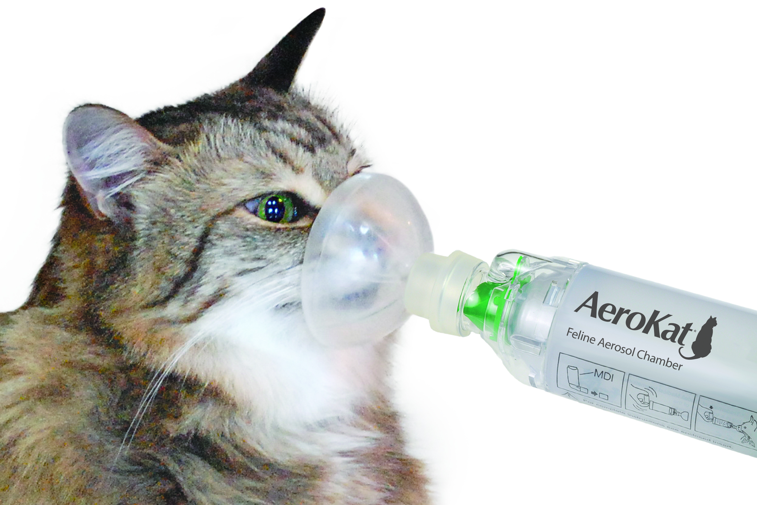 Resultado de imagen para asthma cats