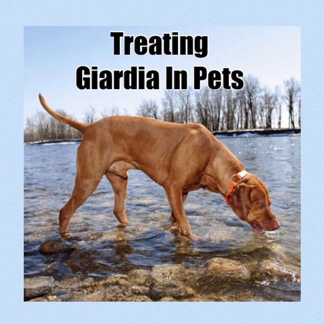 giardia infection long term effects