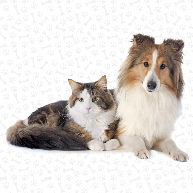 supplements for dogs with kidney disease