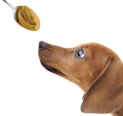 Dog peanut